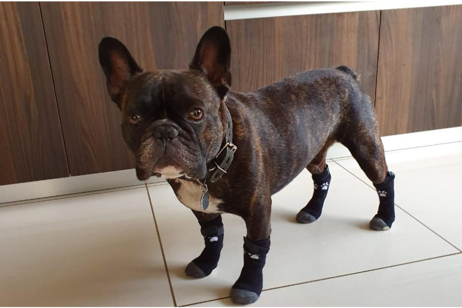 Georgie ha vuelto a su hogar tras ser robado de las manos de su dueña. (Foto Facebook)