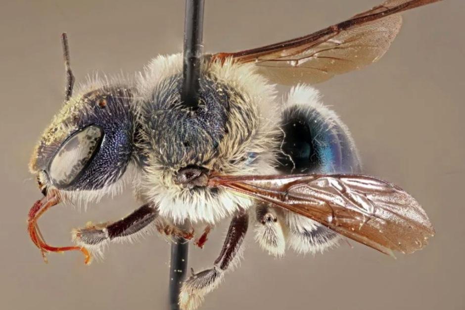 Una extraña abeja azul volvió a aparecer. (Foto: Florida Museum)