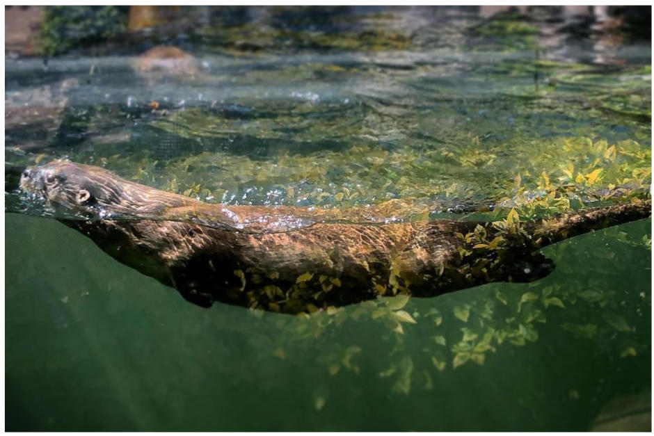 Una de las nutrias del zoológico La Aurora. (Foto Instagram)