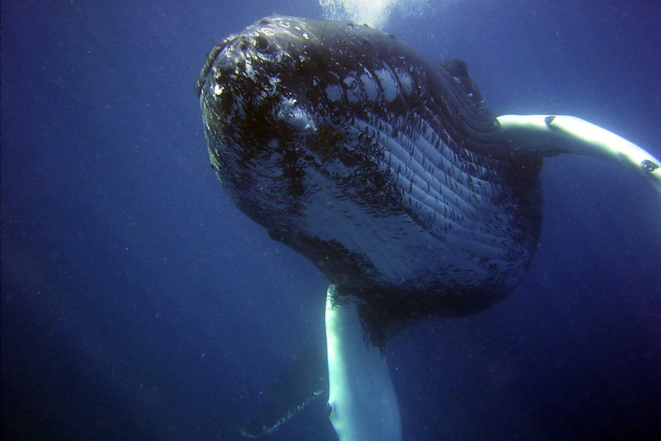 Pescadores hallaron a una ballena sin vida en la playa de Tulate. (Foto ilustrativa: PxHere)