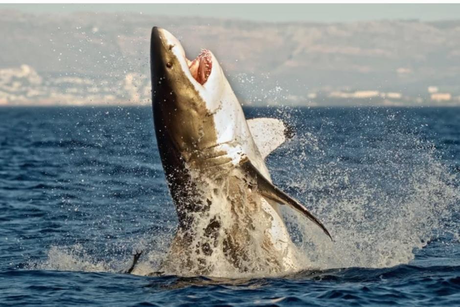 (Foto con fines ilustrativos / Sergey Uryadnikov /Shutterstock) 