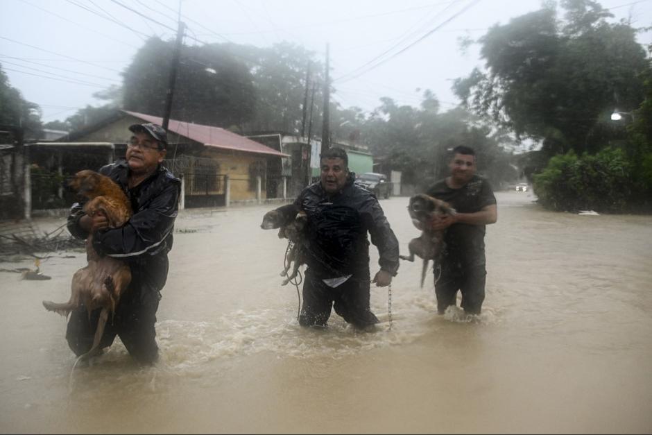Tres hombres captados mientras realizan el rescate de mascotas. (Foto: AFP) 