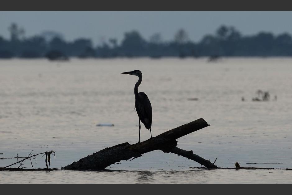 Una garza descansa en un tronco sobre la laguna Jucutuma que se secó en octubre, pero resurgió tras el paso de Eta. (Foto: AFP)