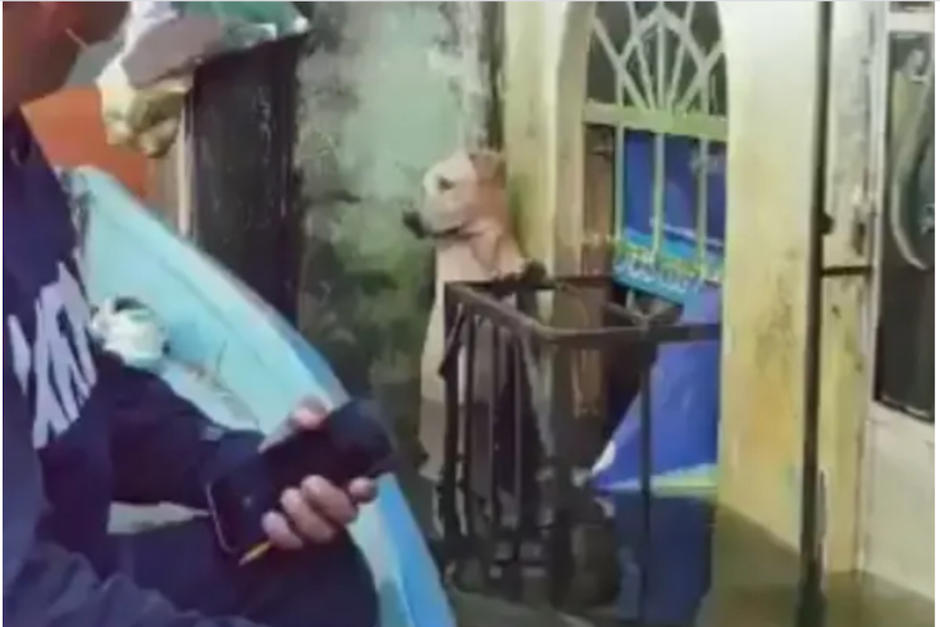 Los rescatistas evitaron que el perro se ahogara en las inundaciones causadas por Eta. (Foto: XEVTV)