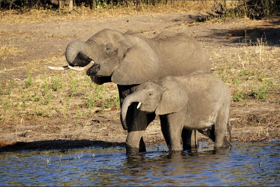 El elfante se ha ganado el cariño de los internautas por su inocencia. (Foto: Pixabay)