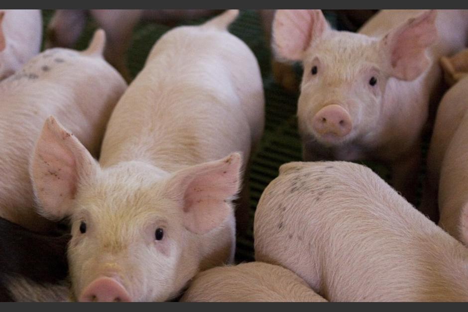 La alerta surge y ahora se teme una nueva pandemia. (Foto: Pixabay) 