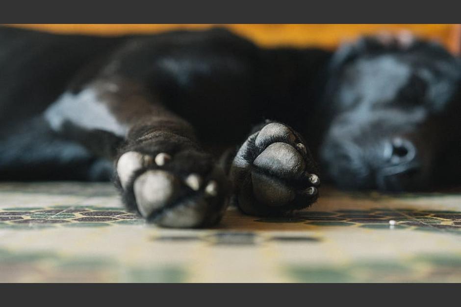 El perro callejero fue atropellado con intensión y sin clemencia. (Foto ilustrativa: Piqsels)