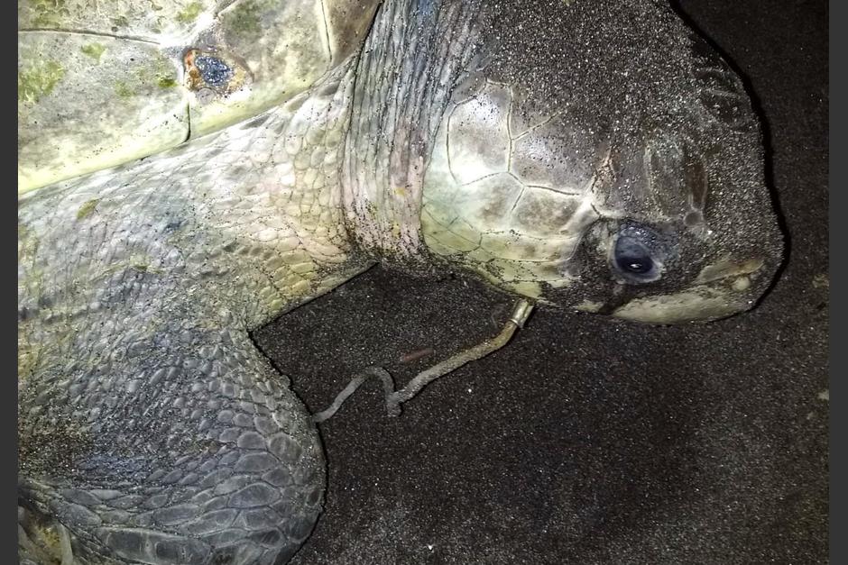 La tortuga salió a desovar, pero guardarrecursos de CONAP la localizaron y la asistieron para extraerle el anzuelo. (Foto: CONAP)