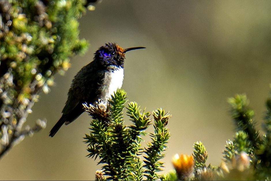 Ecuador cuenta con el 40% de las 300 especies de colibrí que existen únicamente en el continente americano. (Foto: AFP)