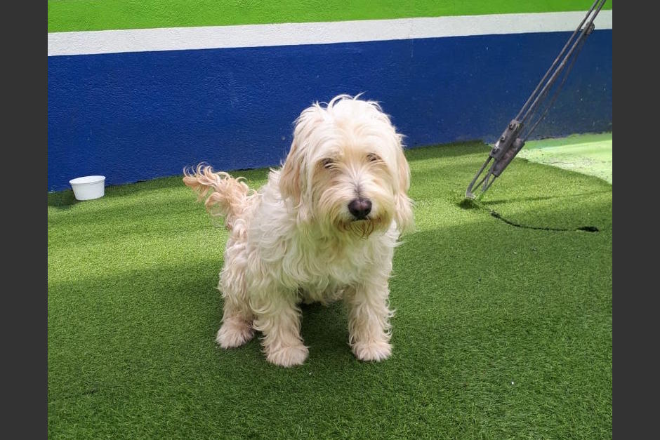 La perrita ya se encuentra bajo el resguardo del albergue municipal de Mixco tras ser abandonada por su dueño junto con una nota. (Foto: Muni Mixco)