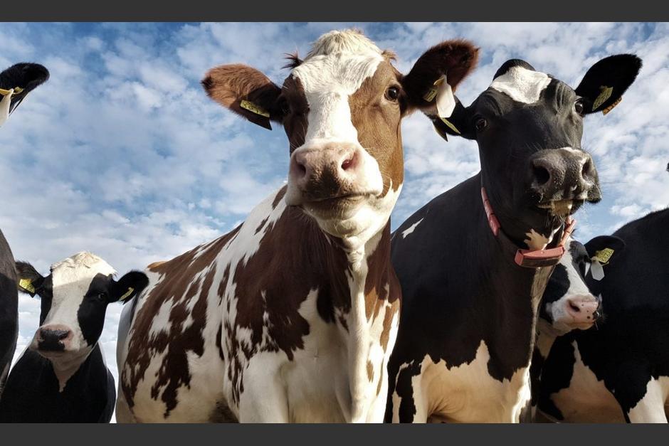 Más de 20 reses fallecieron luego de caer un rayo en el potrero donde estaban resguardadas. (Foto: Provet)