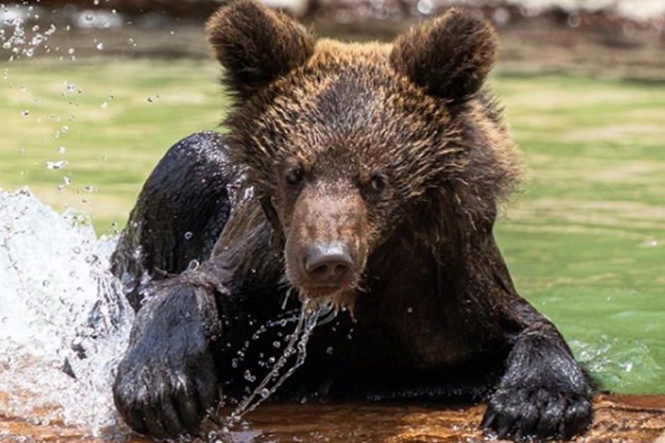 El bebé oso nació el 24 de diciembre del 2019 (Fotografía: Zoológico La Aurora)