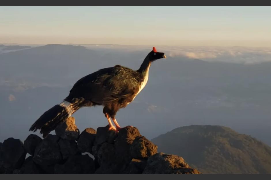 Los montañistas se sorprendieron con el paseo del pavo de cacho en la cima del volcán Atitlán. (Foto: captura de video)