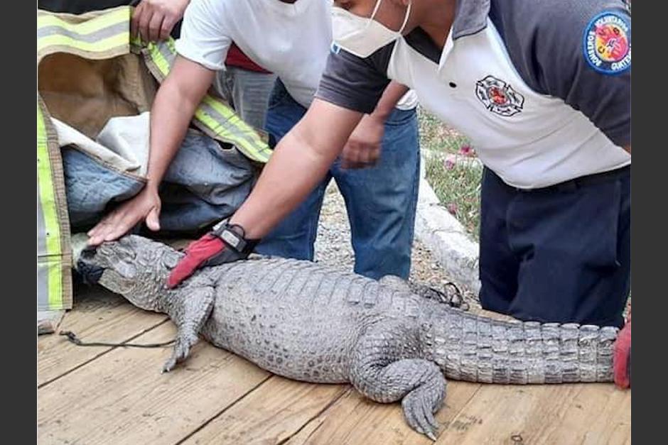 Localizan un cocodrilo en la ruta que conduce hacia el Pacífico. (Foto: Bomberos Voluntarios)