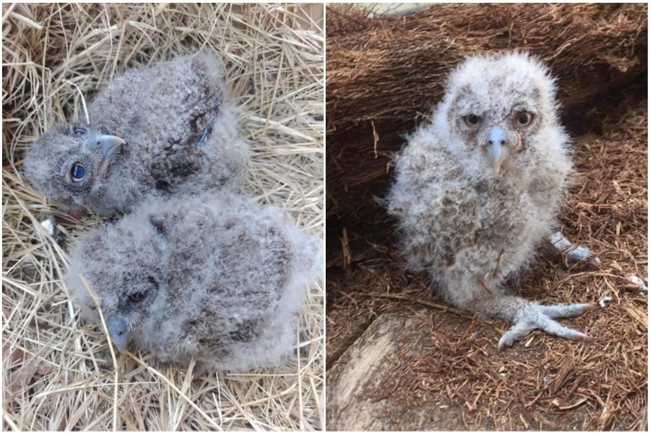 Las aves fueron trasladadas hacia un sitio seguro para iniciar con su recuperación. (Foto: Mynor Ramos Bombay)