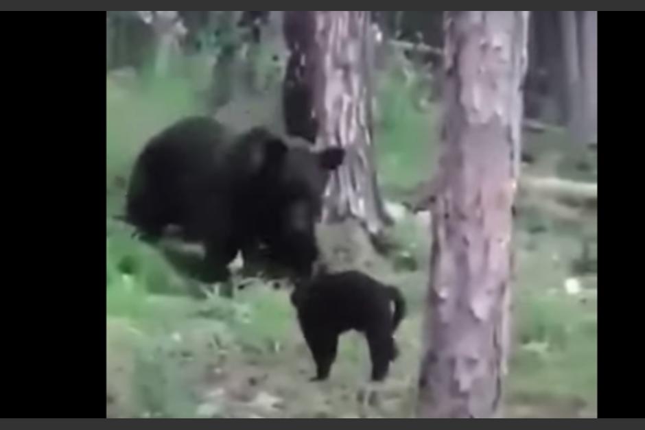 Un gato defiende a sus dueños de un oso. (Foto: Captura de pantalla)