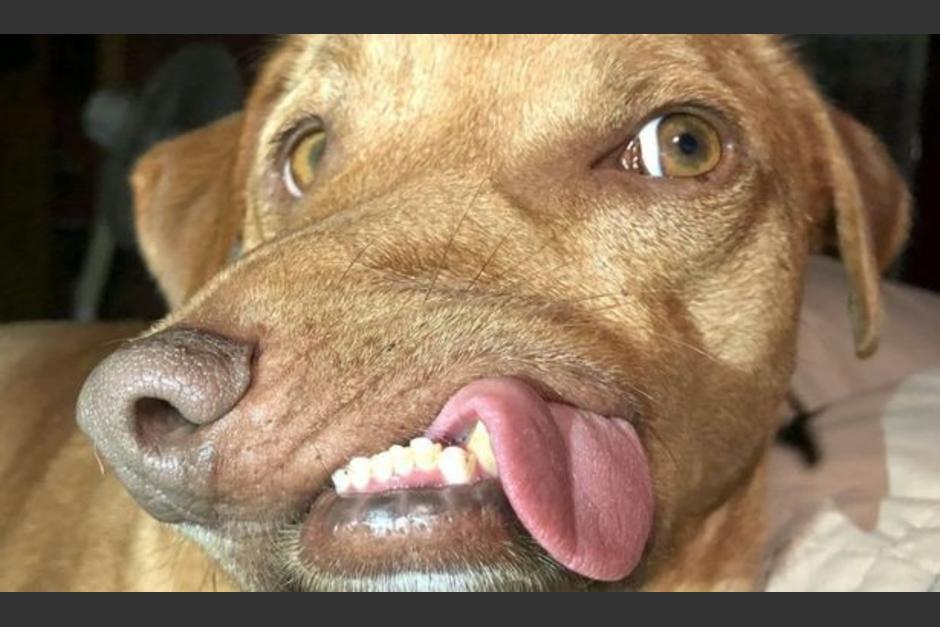 Picasso es un perro que se ha ganado el corazón de muchas personas que lo siguen en Instagram. (Foto: Mirror)