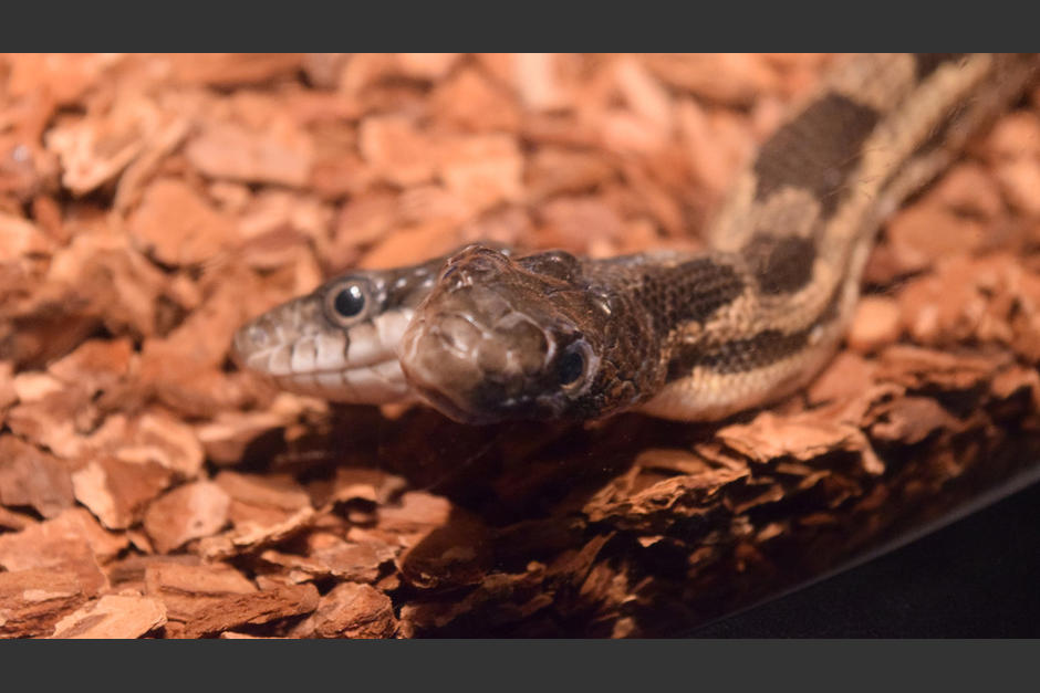 Localizan una pequeña y extraña serpiente con dos cabezas en la India. (Foto ilustrativa: actualidad.rt.com)