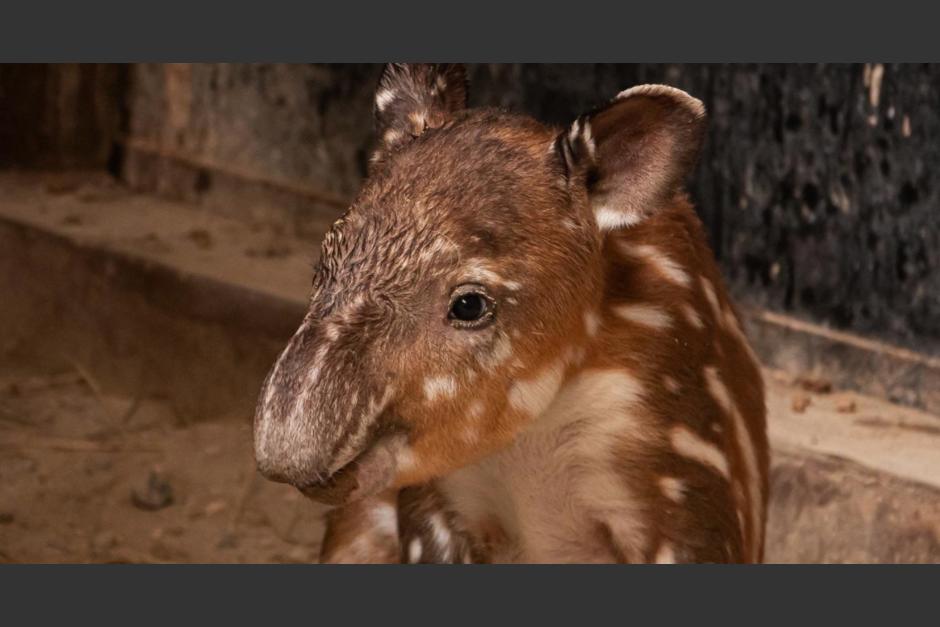 Una cría de tapir fue presentado este martes 31 de agosto. (Foto: captura pantalla) 