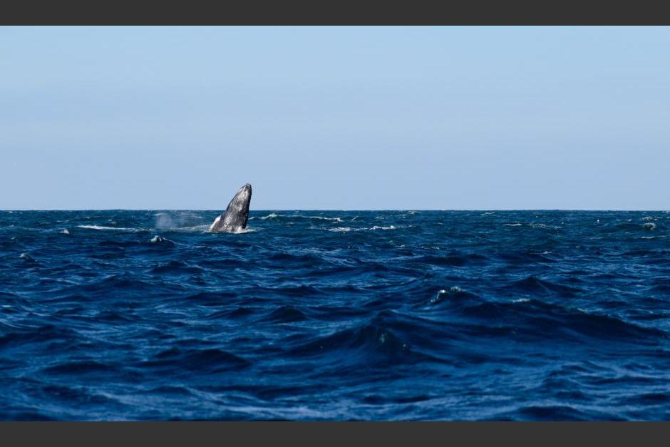 El alcalde de Sipacate, Escuintla compartió las imágenes. (Foto: Fredy Hernández/Soy502) 