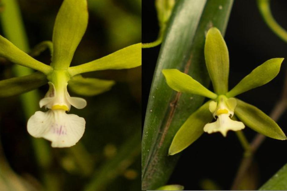 La orquídea fue encontrada en Alta Verapaz. (Foto: Fredy Archila Morales)