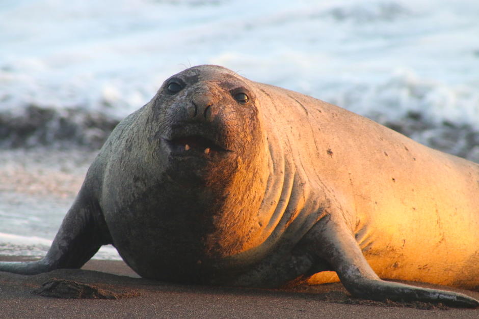 El elefante marino del sur busca una zona para su descanso ya que se encuentra en la muda de piel y requiere de largos periodos para dormir sin interrupciones. (Foto: ARCAS)