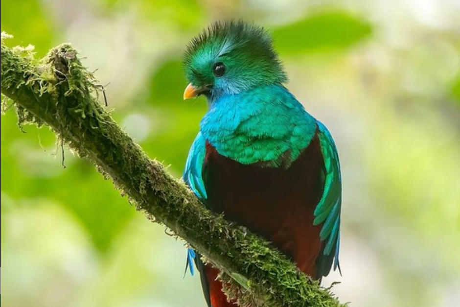 El fotógrafo Marvin Laynes captó a una pareja de quetzales mientras tomaba un baño. (Foto: Marvin Laynes)