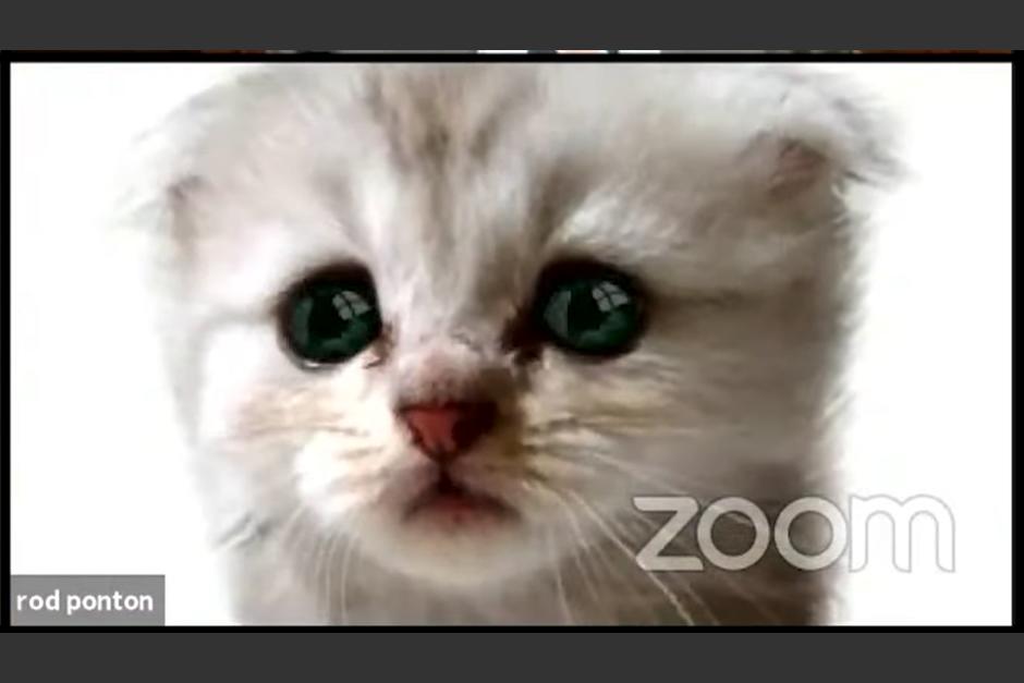 El juez destacó que los involucrados en la audiencia actuaron con profesionalismo y evitaron las burlas. (Captura Video)