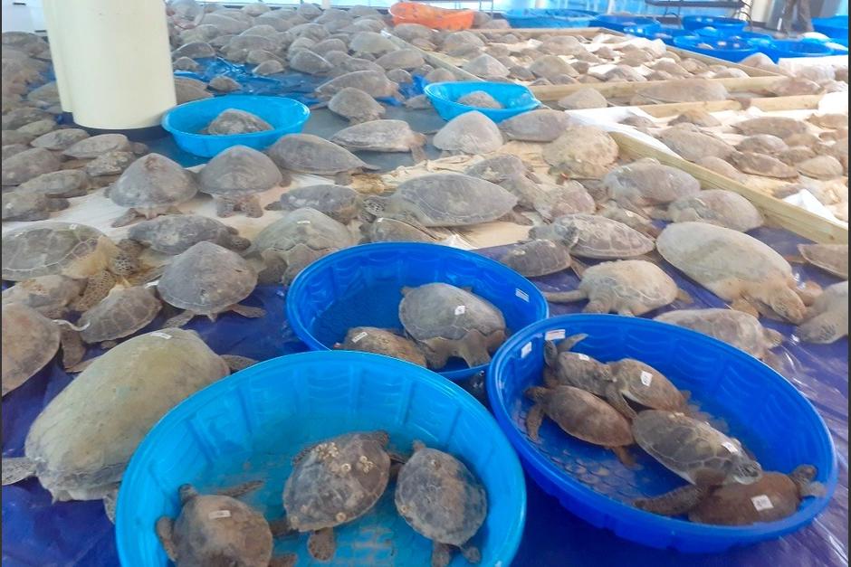 Los animales se encuentran en un albergue mientras el clima vuelve a la normalidad en Texas. (Foto: Sea Turtle Inc)