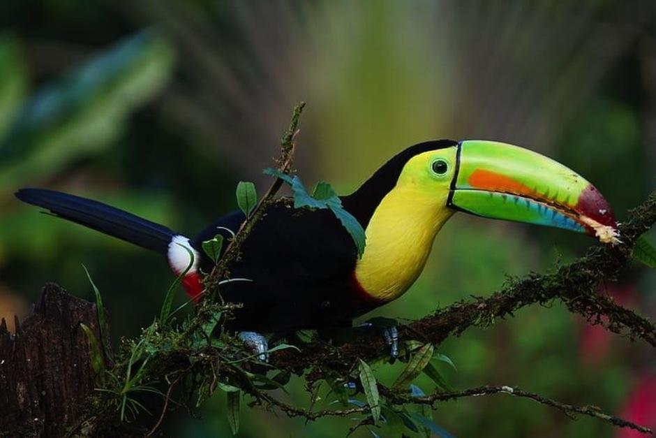 El tucán fue entregado a la Asociación de Rescate y Conservación de la Vida Silvestre, para su resguardo. (Foto: PIqsels)