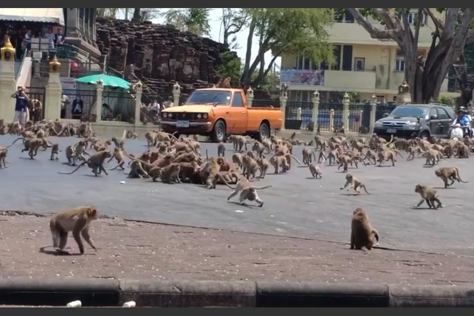 Varios monos protagonizaron una pela en plena calle en Tailandia. (Captura Video)