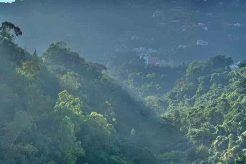 Vista del bosque existente en el área del proyecto "El Socorro", zona 16. (Foto: Informe técnico Cofaqui) 