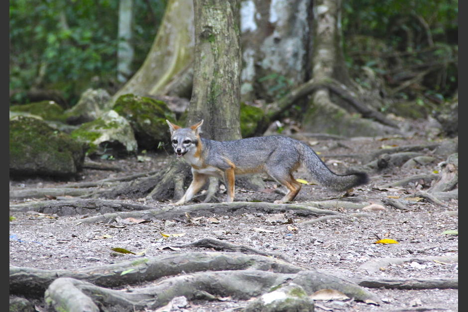 El zorro fue captado por un trabajador de Ambiente de la Usac y su aparición ha generado sorpresa. (Foto: Fredy Hernández/Soy502)
