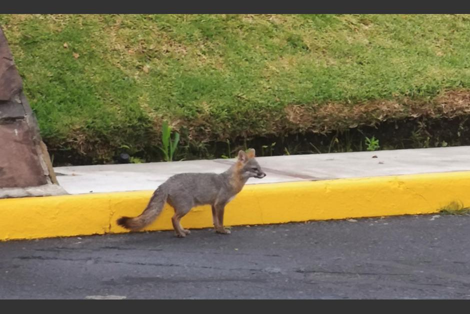 El animal fue captado en los jardines de la Universidad Rafael Landívar. (Foto: Dennis Donis/Twitter) 