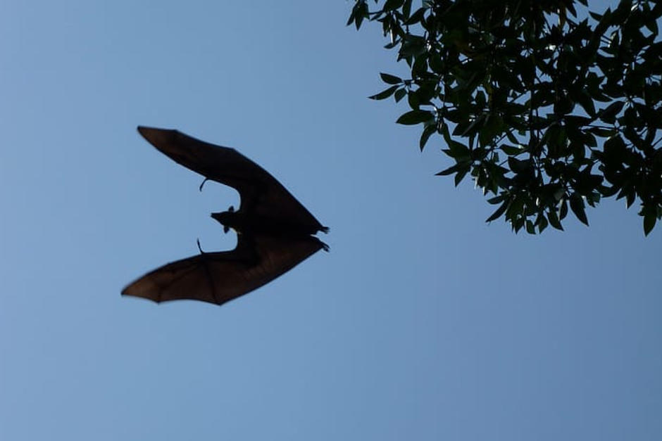 Nuevos coronavirus fueron detectados en murciélagos. (Foto: Piqsels)