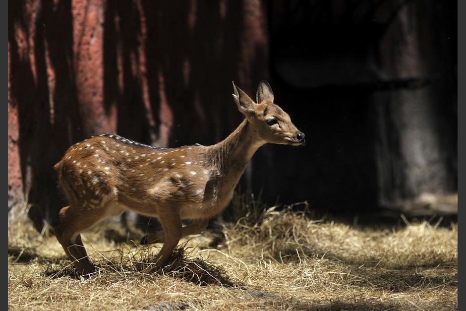 Una patrulla de la PNC llevaba carne de venado cola blanca en la palangana en el interior del Parque Tikal. (Foto: AFP)