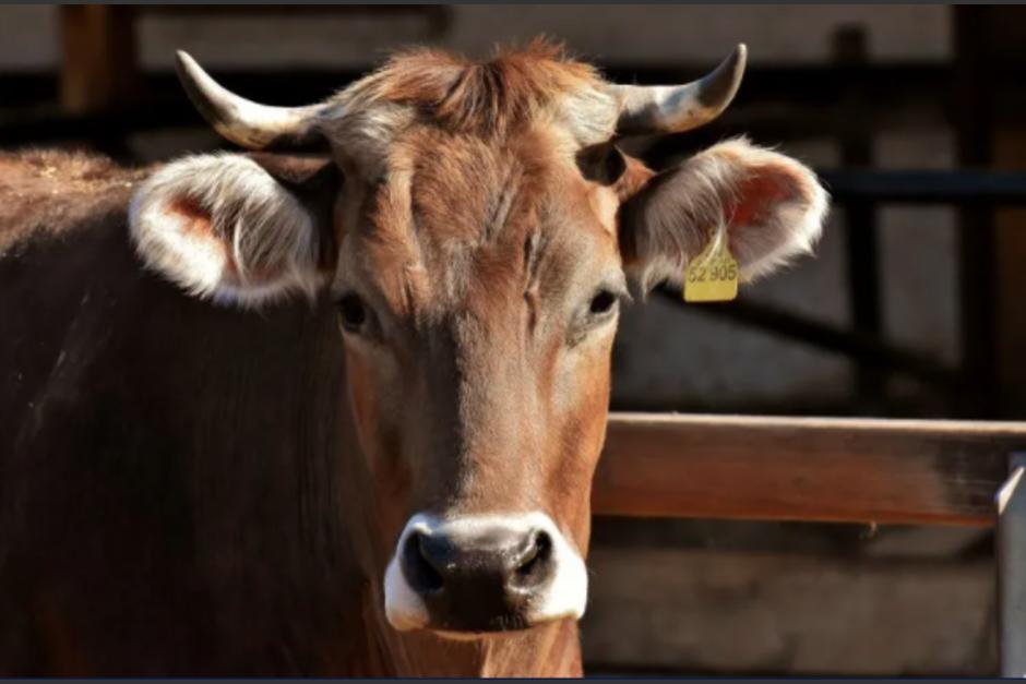 La vaca fugitiva fue encontrada por un transeúnte. (Foto: Pixabay)