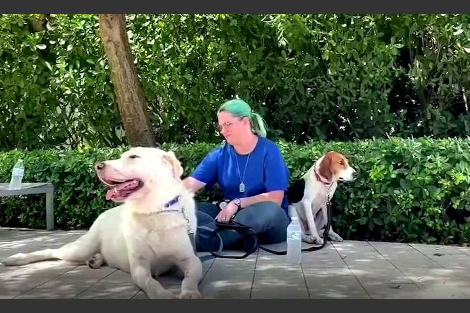 Perros de terapia son una de las nuevas esperanzas en medio del caos que se vive en Miami. (Foto: Telemundo)
