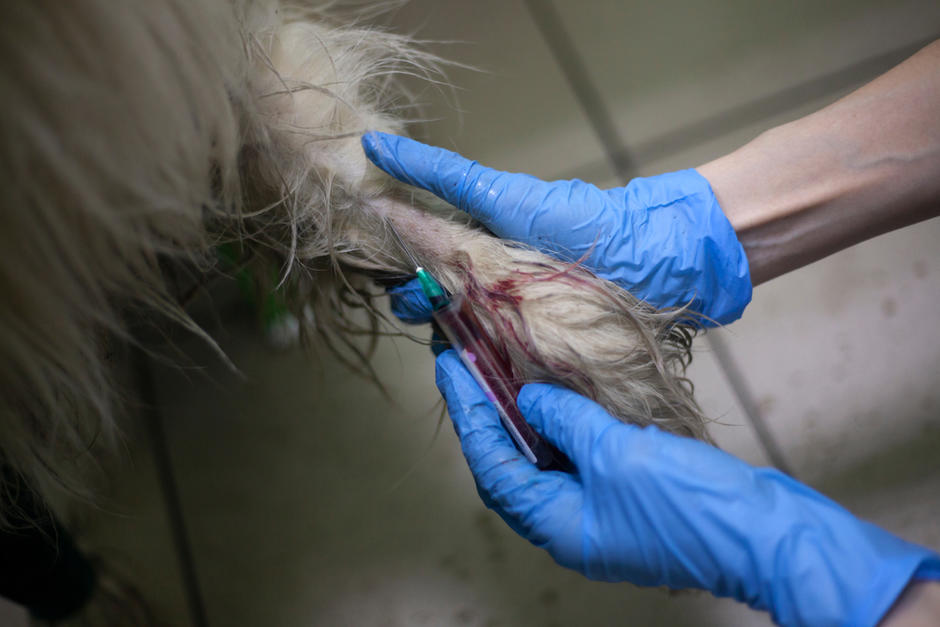 El perro llevaba una grave herida en la pata y se acercó solo a la veterinaria. (Foto: Shutterstock)