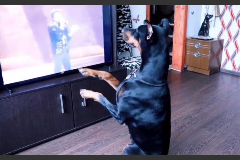 Un perro de raza dóberman es grabado mientras se mueve al ritmo de emblemático éxito de Jackson. (Foto: Tik Tok)