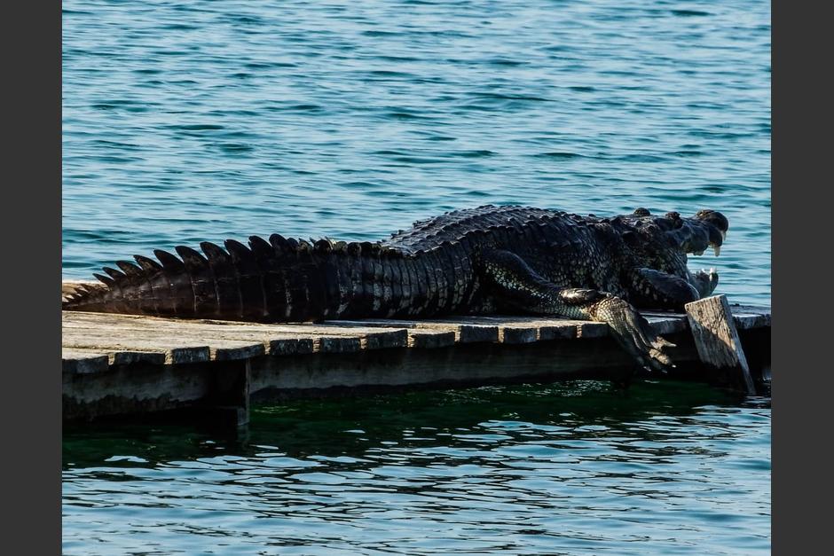 El cocodrilo fue captado por el fotógrafo Lukas García. (Foto: LukasGarcía/Francisco Asturias) 