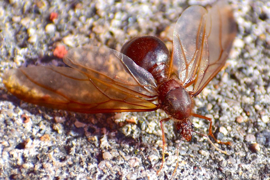 Varias personas reportaron la "llegada" de los zompopos de mayo. (Foto: Fredy Hernández/Soy502)