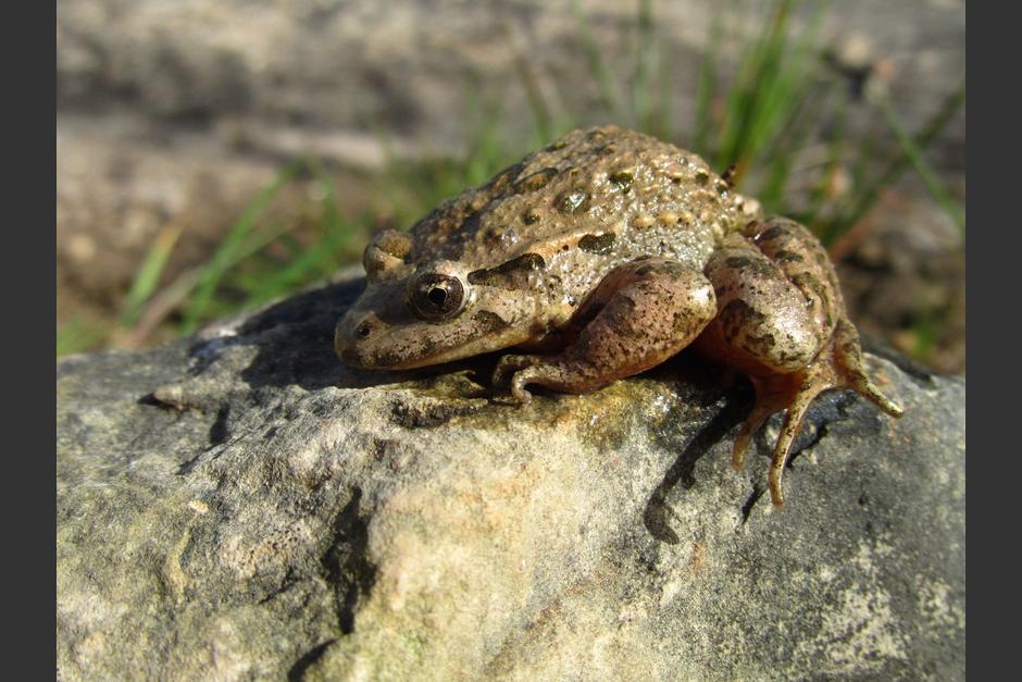 El animal sorprendió a los cazadores que andaban en la búsqueda de jabalíes. (Foto: Freepik)