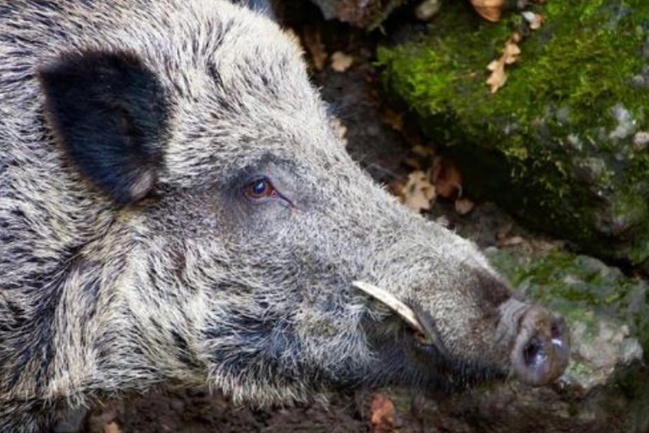 Jabalíes atacaron a mujer por robarle sus alimentos. (Foto: Pixabay)