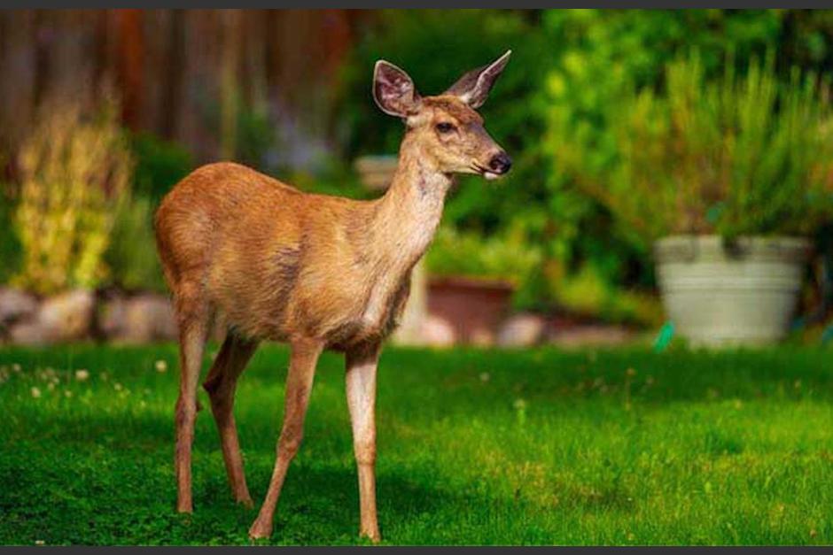 La pareja de venados permaneció entre los sembradillos de milpa al no poder cruzar la carretera. (Foto: State Farm)