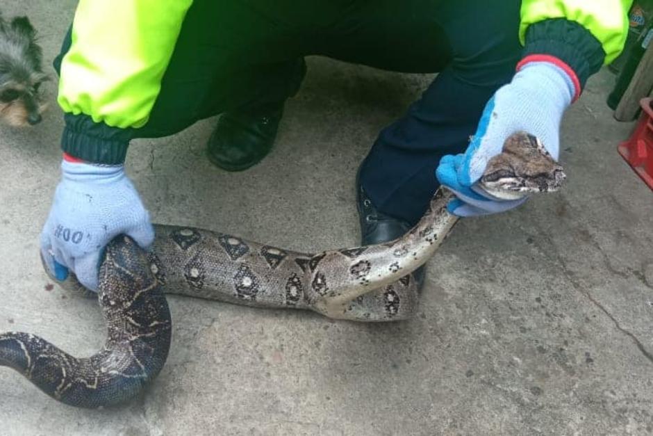 Un policía forestal de Mixco rescató a la serpiente. (Foto: Facebook Policía Municipal Forestal de Mixco) 