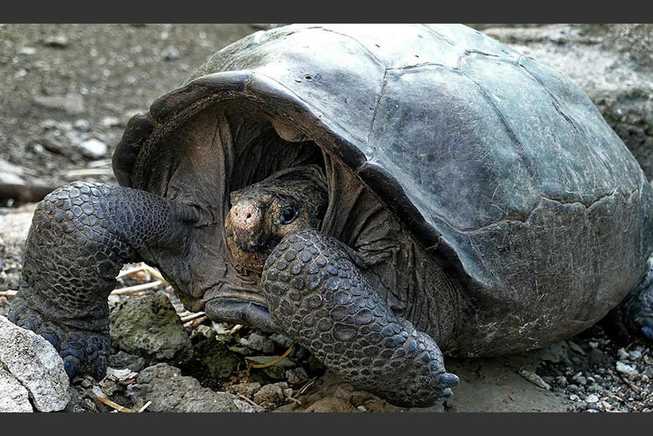 La tortuga encontrada en 2019 se ha convertido en todo un acontecimiento para la ciencia. (Foto: AFP)