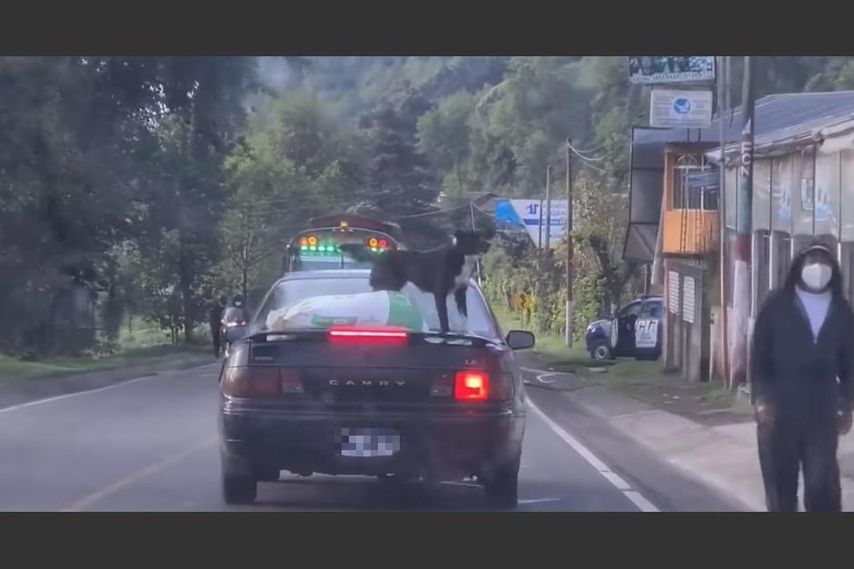 El video fue compartido en las redes sociales. (Foto: captura pantalla) 