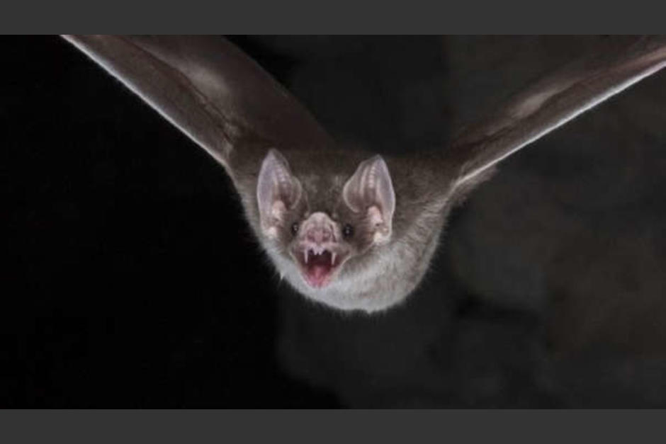 Un murciélago se coló en un vuelo que iba de India hacia Estados Unidos y causó un aterrizaje de emergencia. (Foto: AFP)