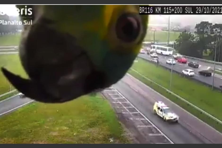 El loro se ha ganado la admiración de los internautas que se han gozado su aparición en cámara. (Captura Video)